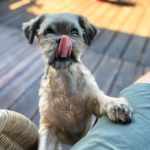 BBQ Season and Pet Safety Tips from vets in Maida Vale
