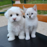 Do Kittens and Puppies Need Different Care?