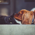 Dario Ambrogio on Spotting Subtle Signs of Pain in Pets