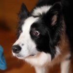 Pet Noise Anxiety: What to Do Before Fireworks Season Begins