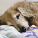 Dario’s Guide to Arthritis vs Normal Ageing in Pets
